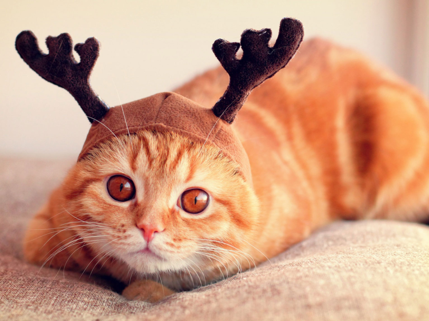 Шапочка у шотландской кошки