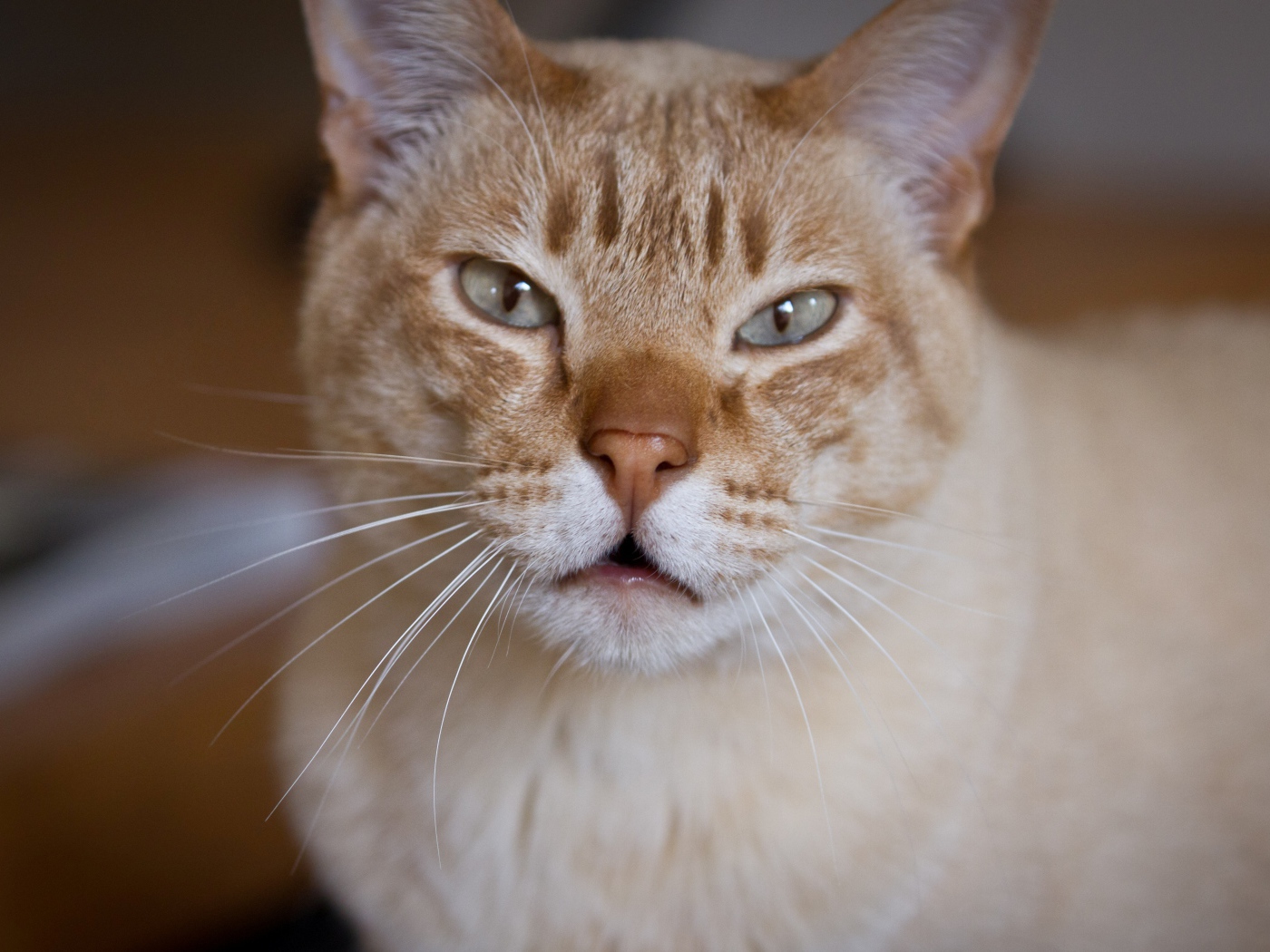 Красивый австралийский мист