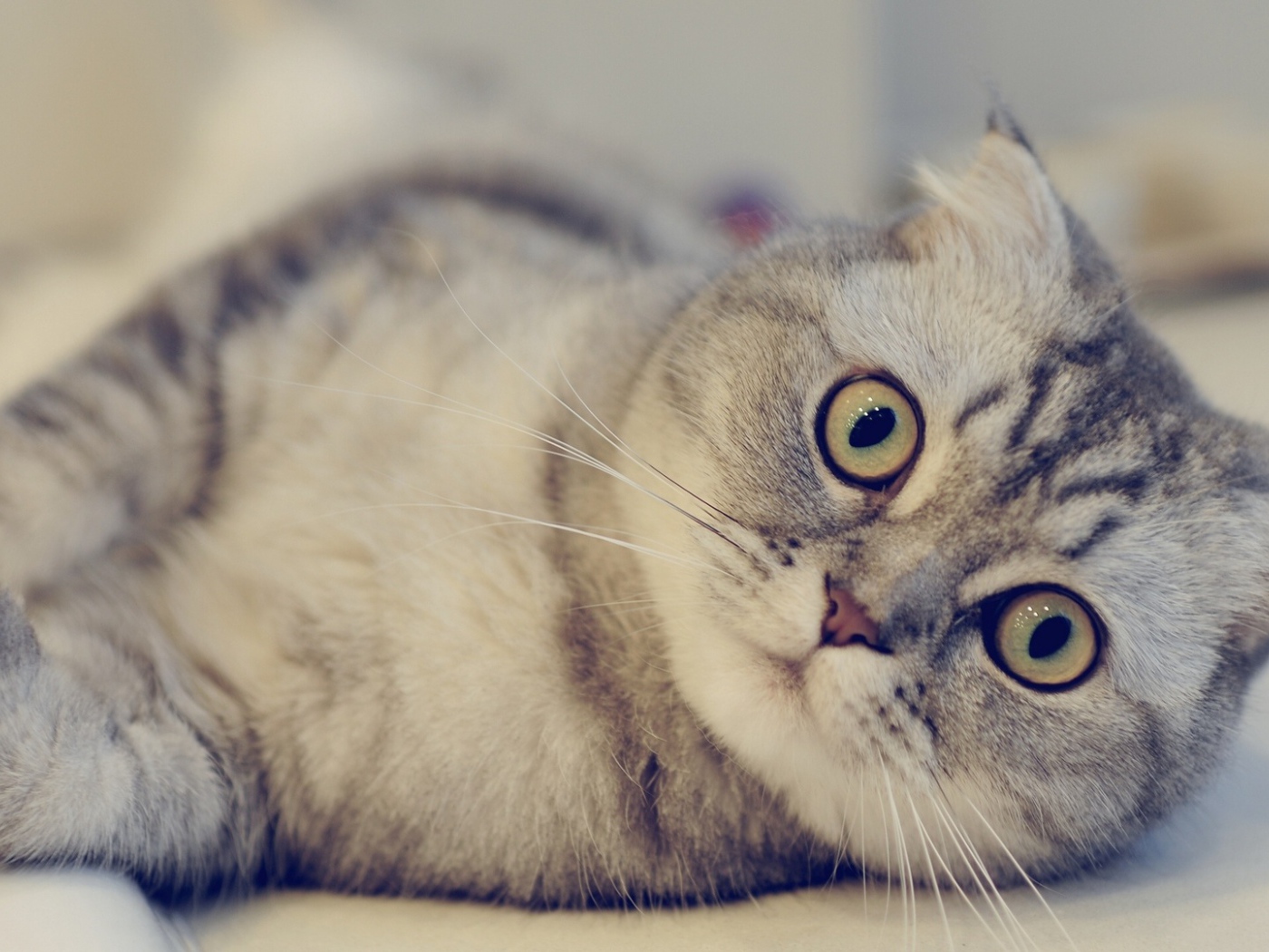 Красивая шотландская кошка