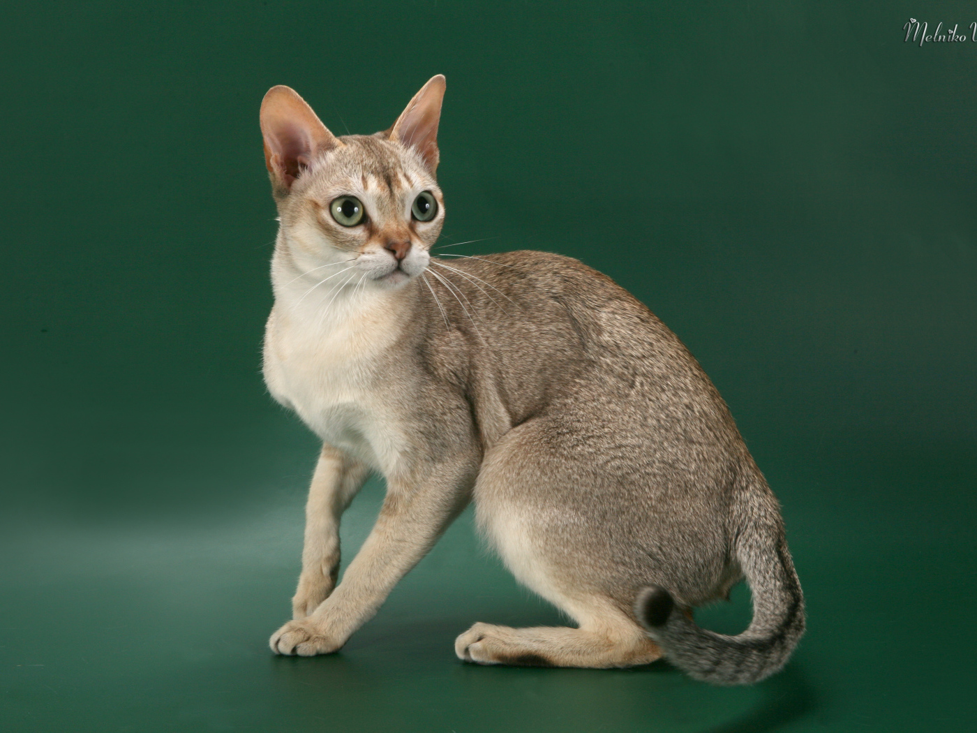 Красивая сингапурская кошка