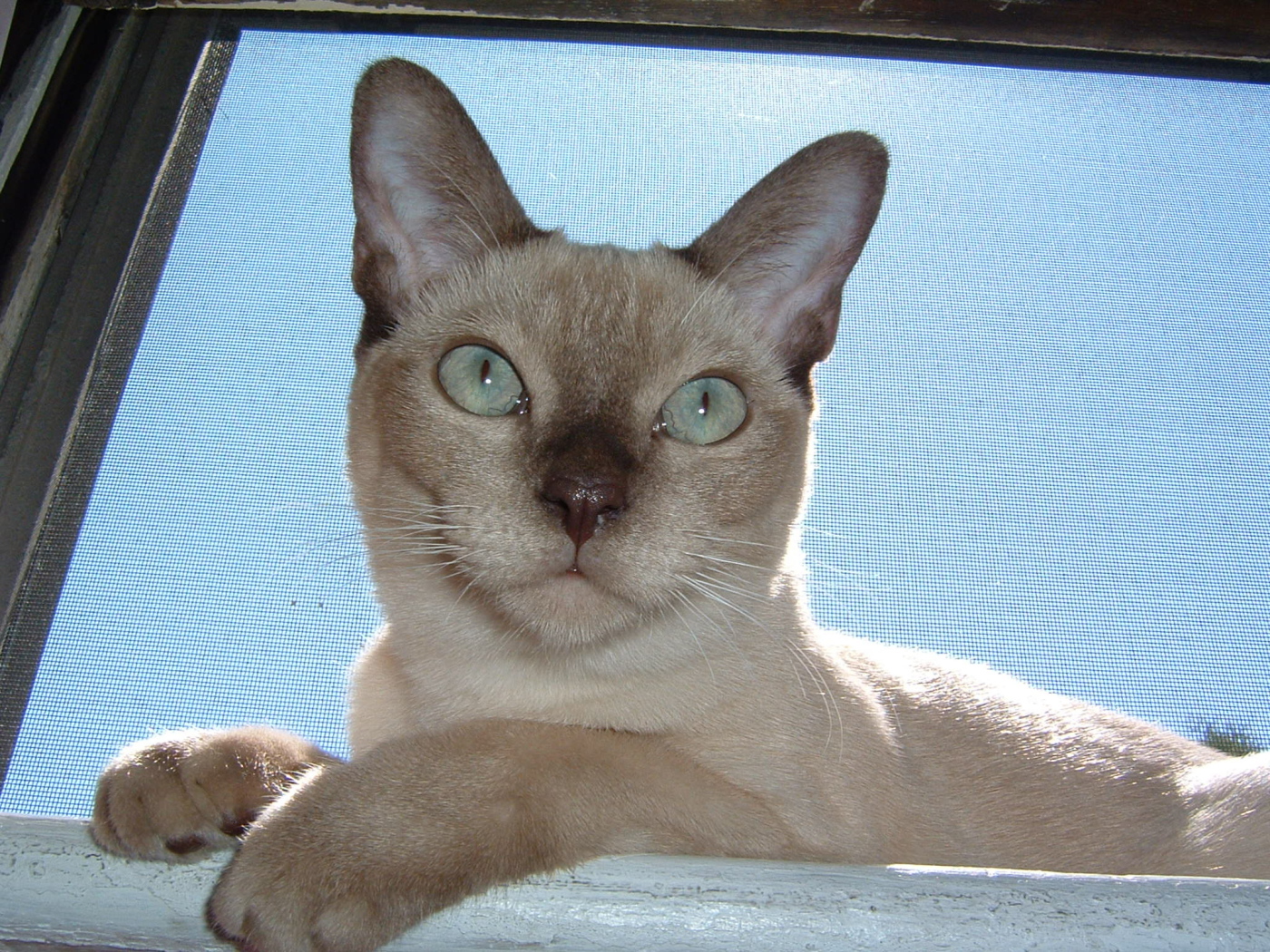 Красивая тонкинская кошка