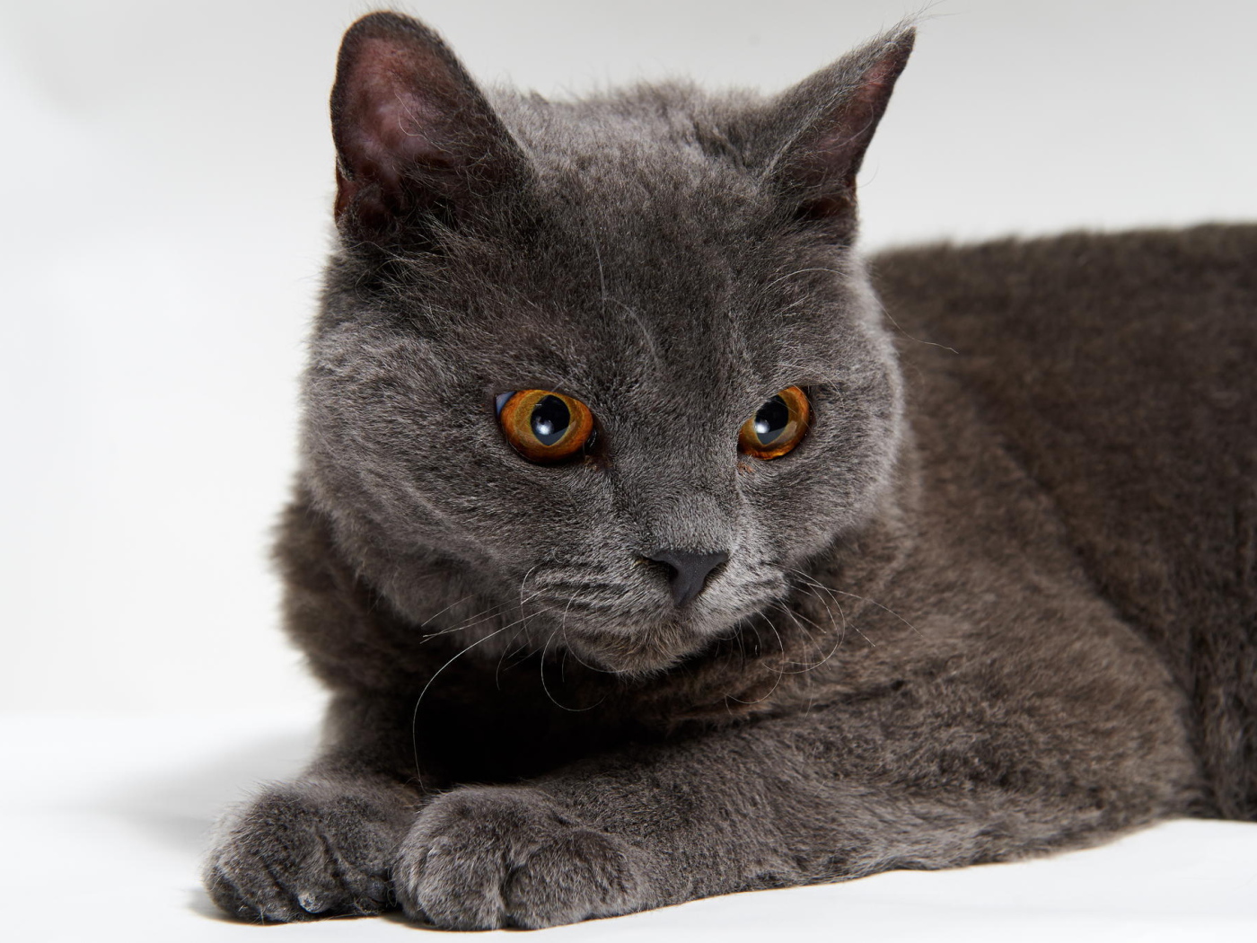 Красивый серый селкирк рекс