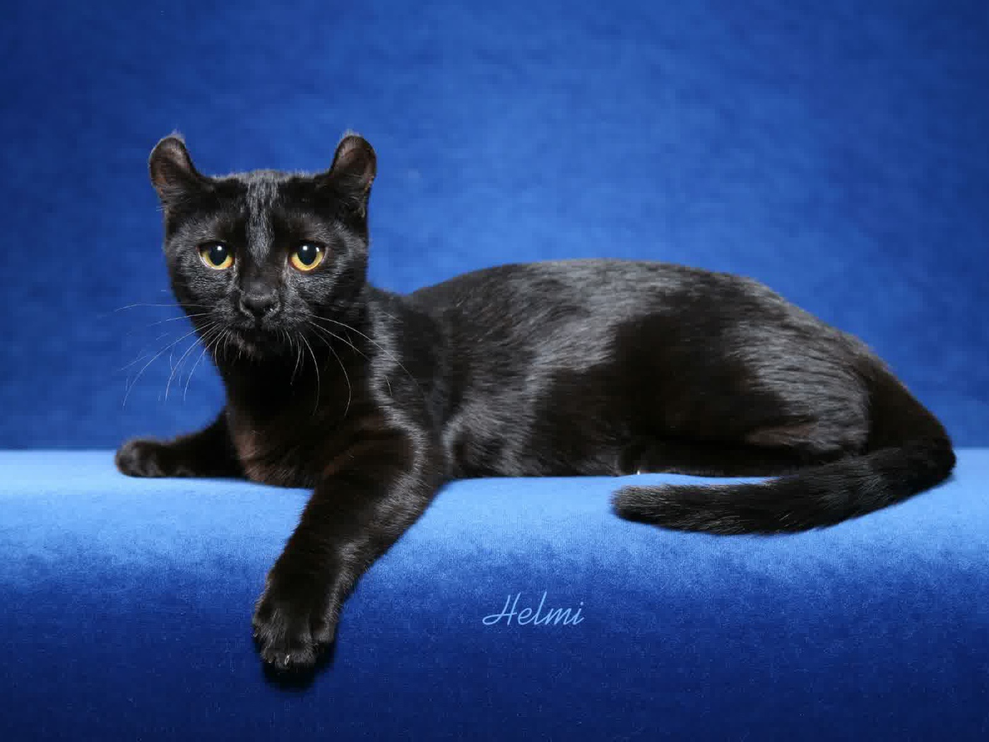 Черный американский керл