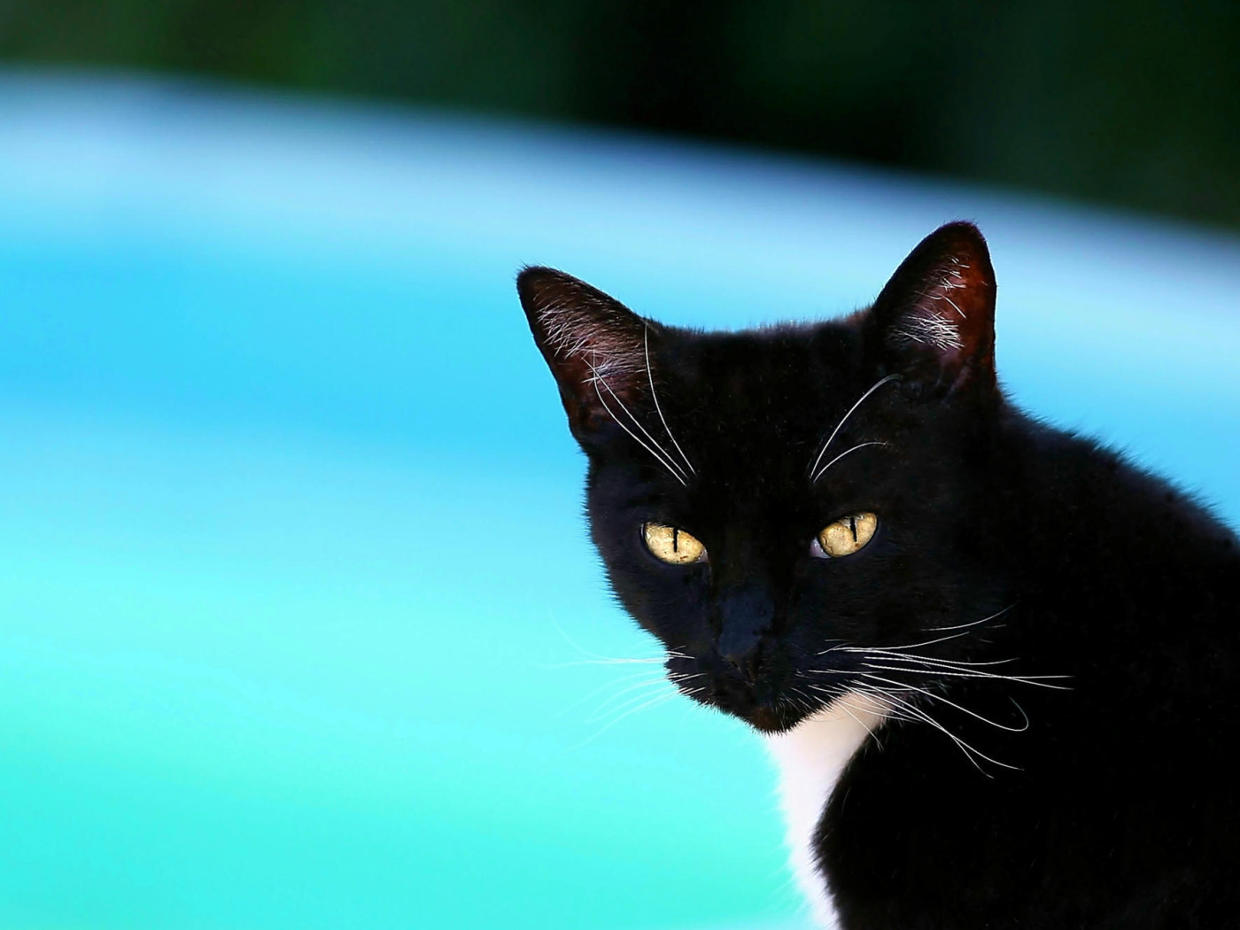 Черная американская короткошерстная кошка