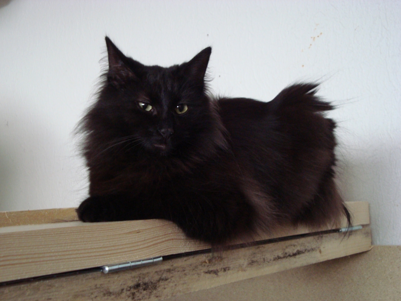 Черная норвежская лесная кошка