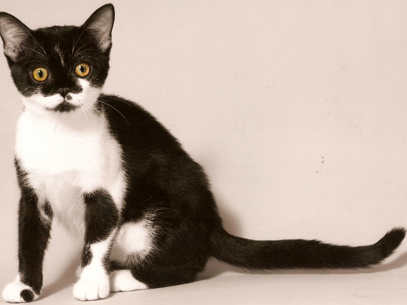 Черно белая американская короткошерстная кошка