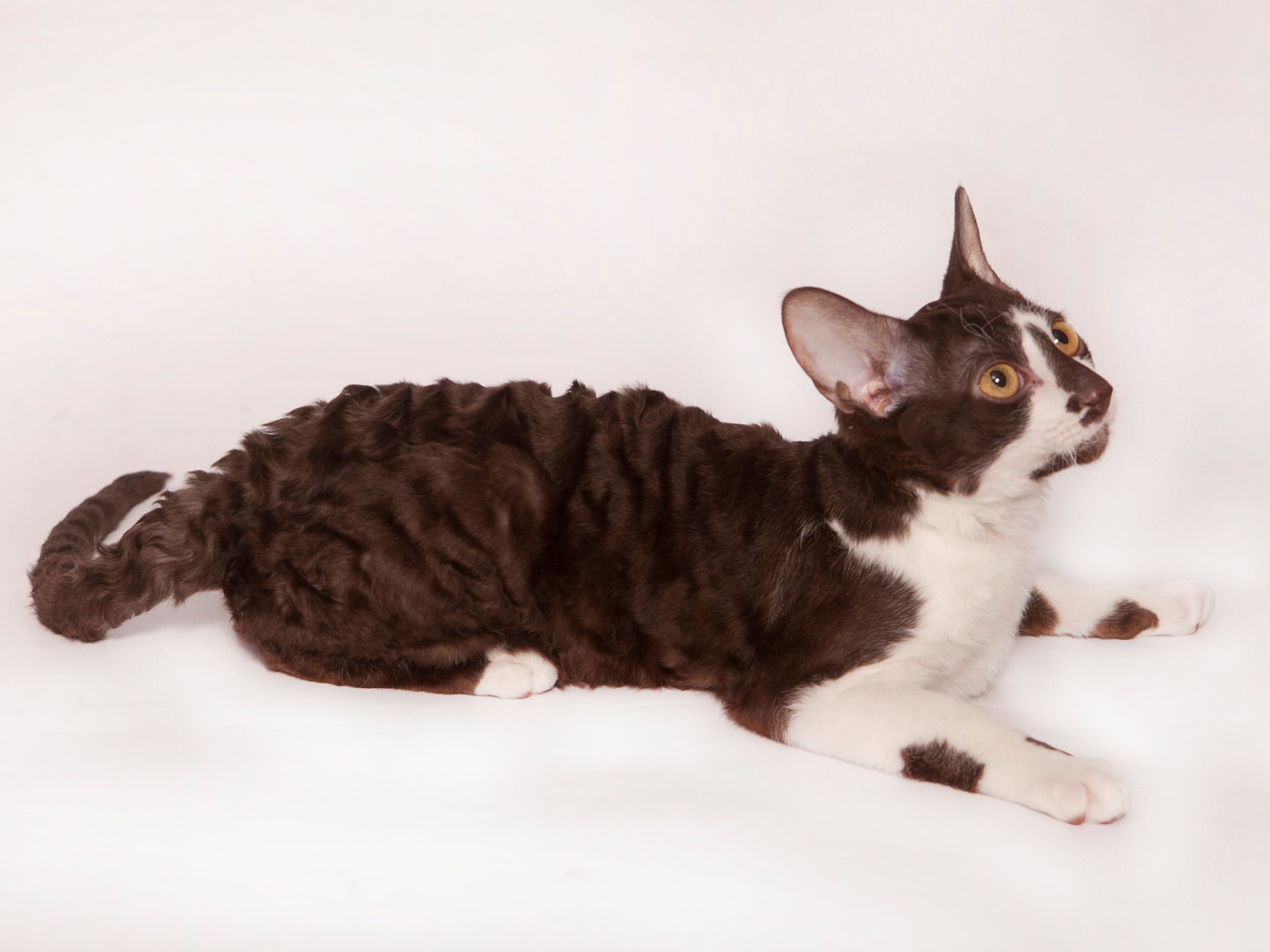 Черно белый корниш рекс