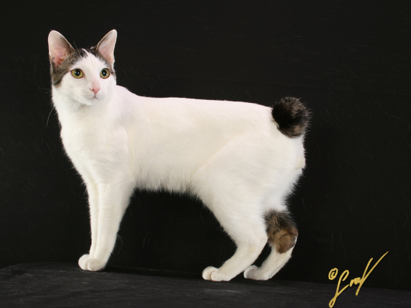 Бело черный японский бобтейл