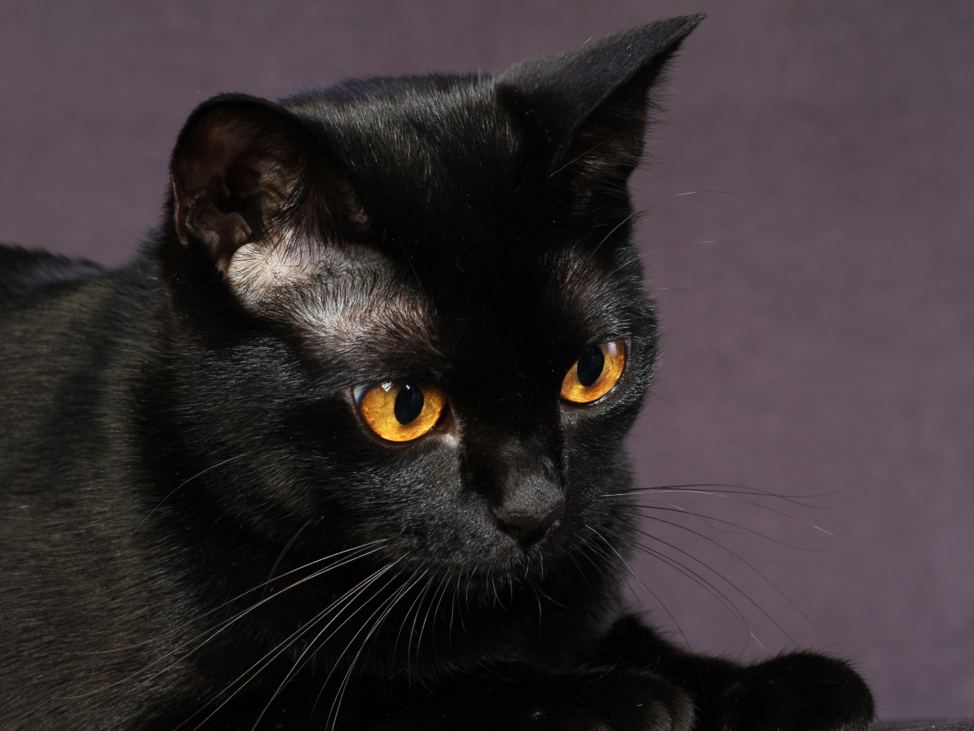 Черная бомбейская кошка