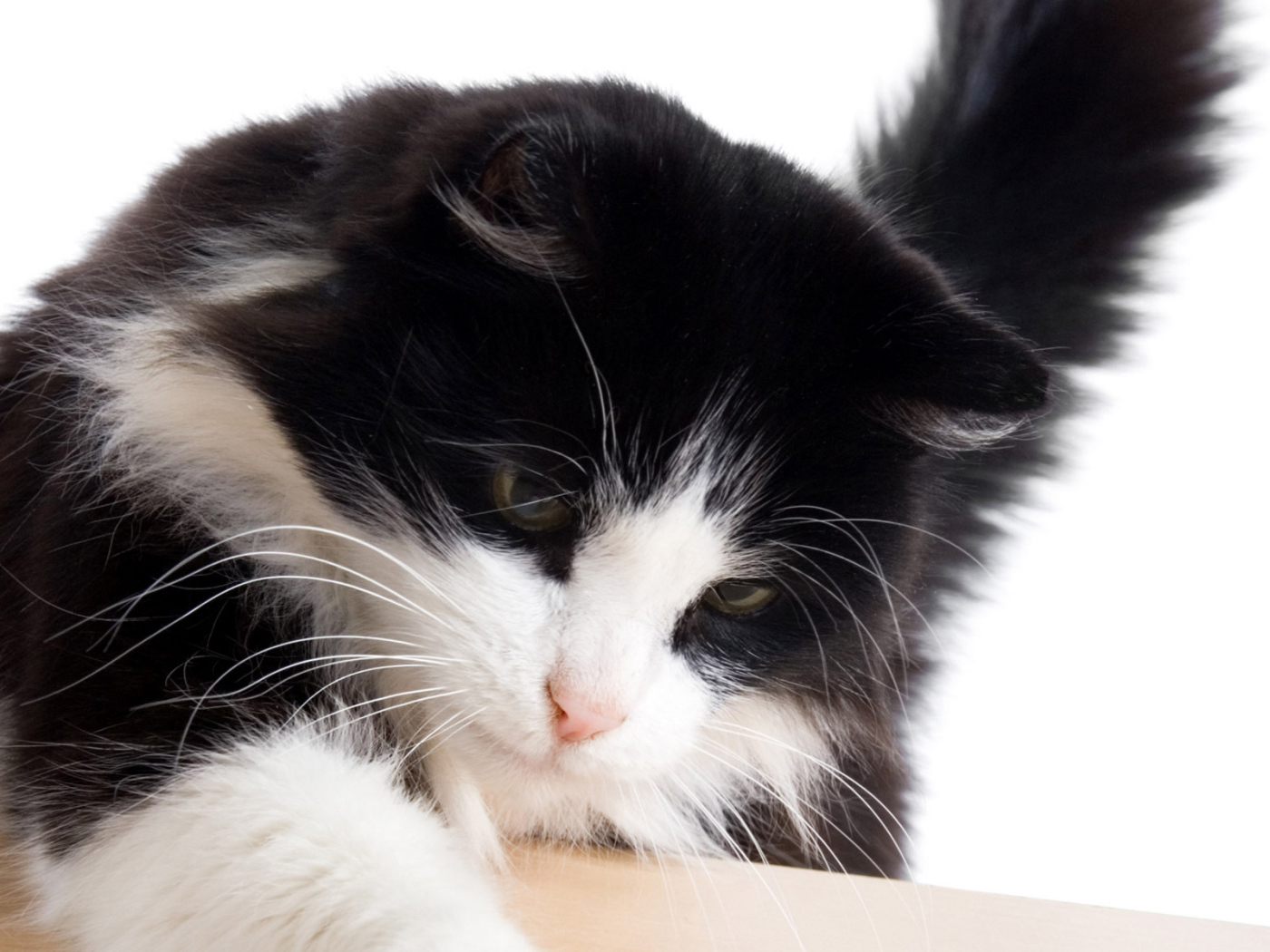 Черный кот с белой мордой