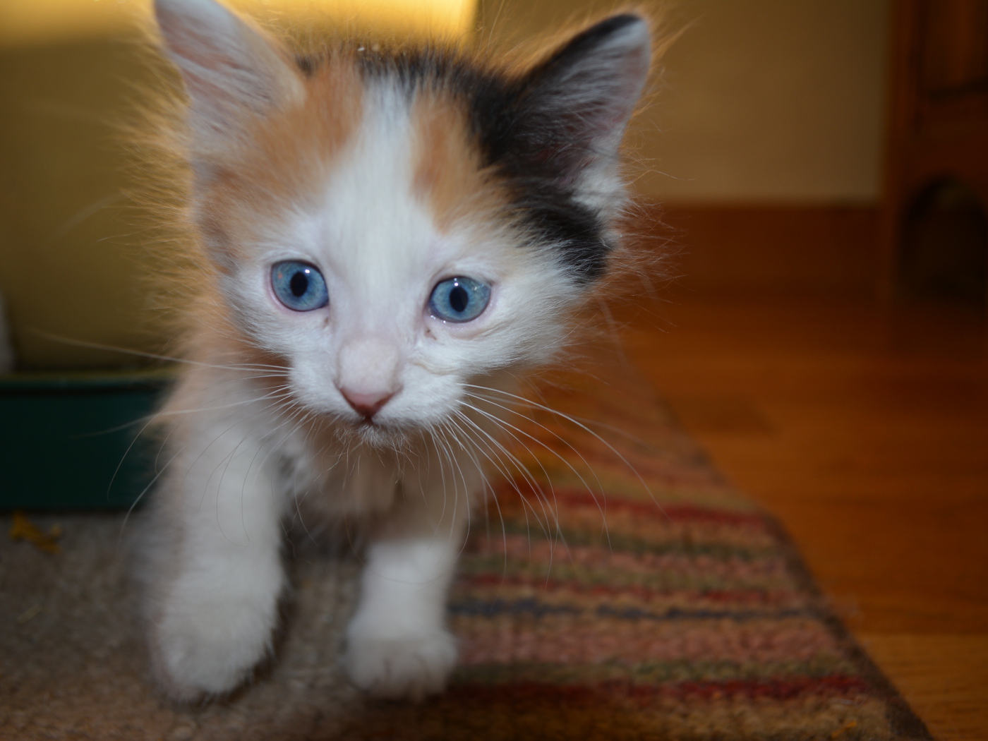 Голубоглазый котенок японский бобтейл