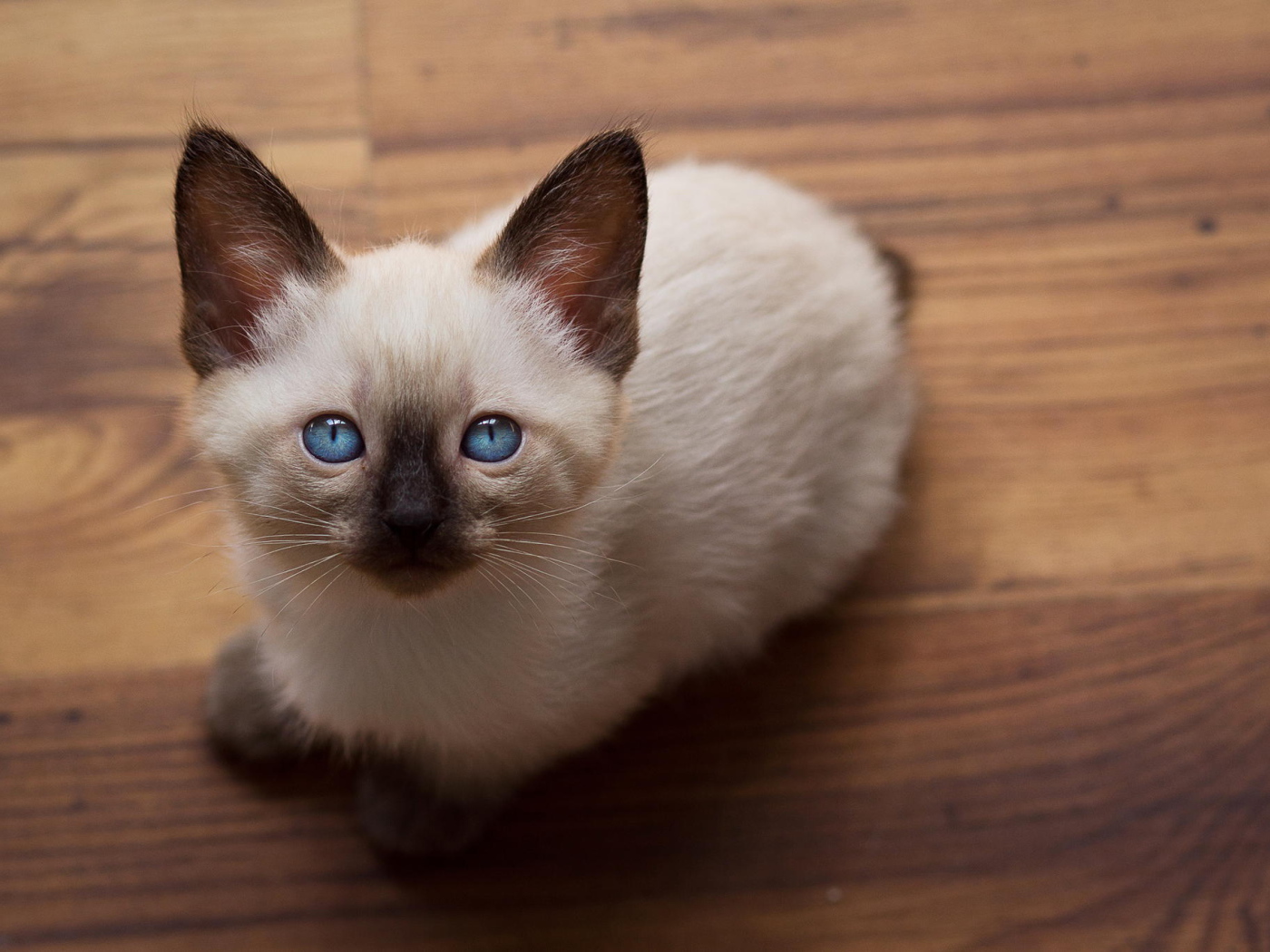 Голубоглазый котенок меконгский бобтейл