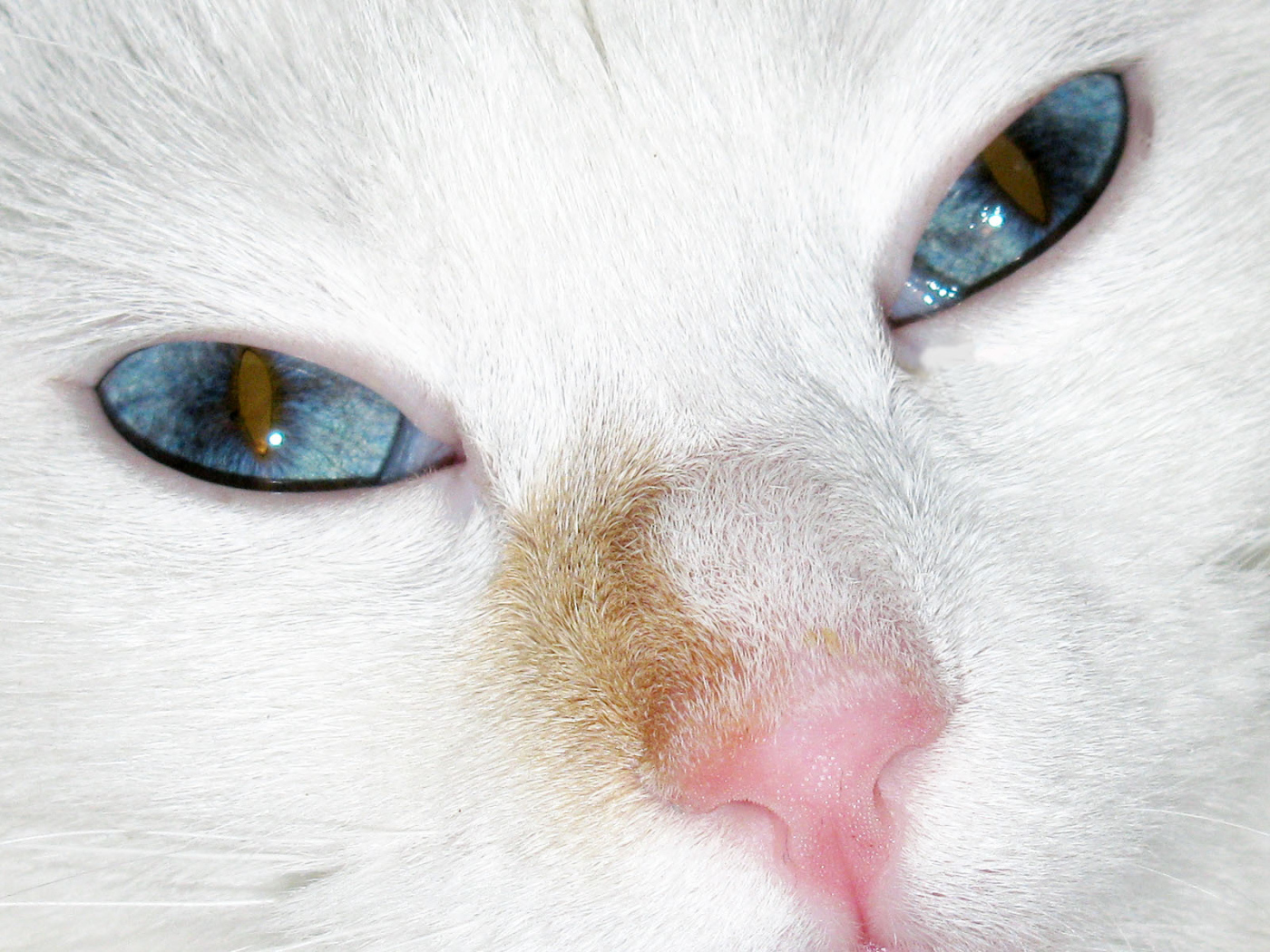 Голубые глаза турецкого вана