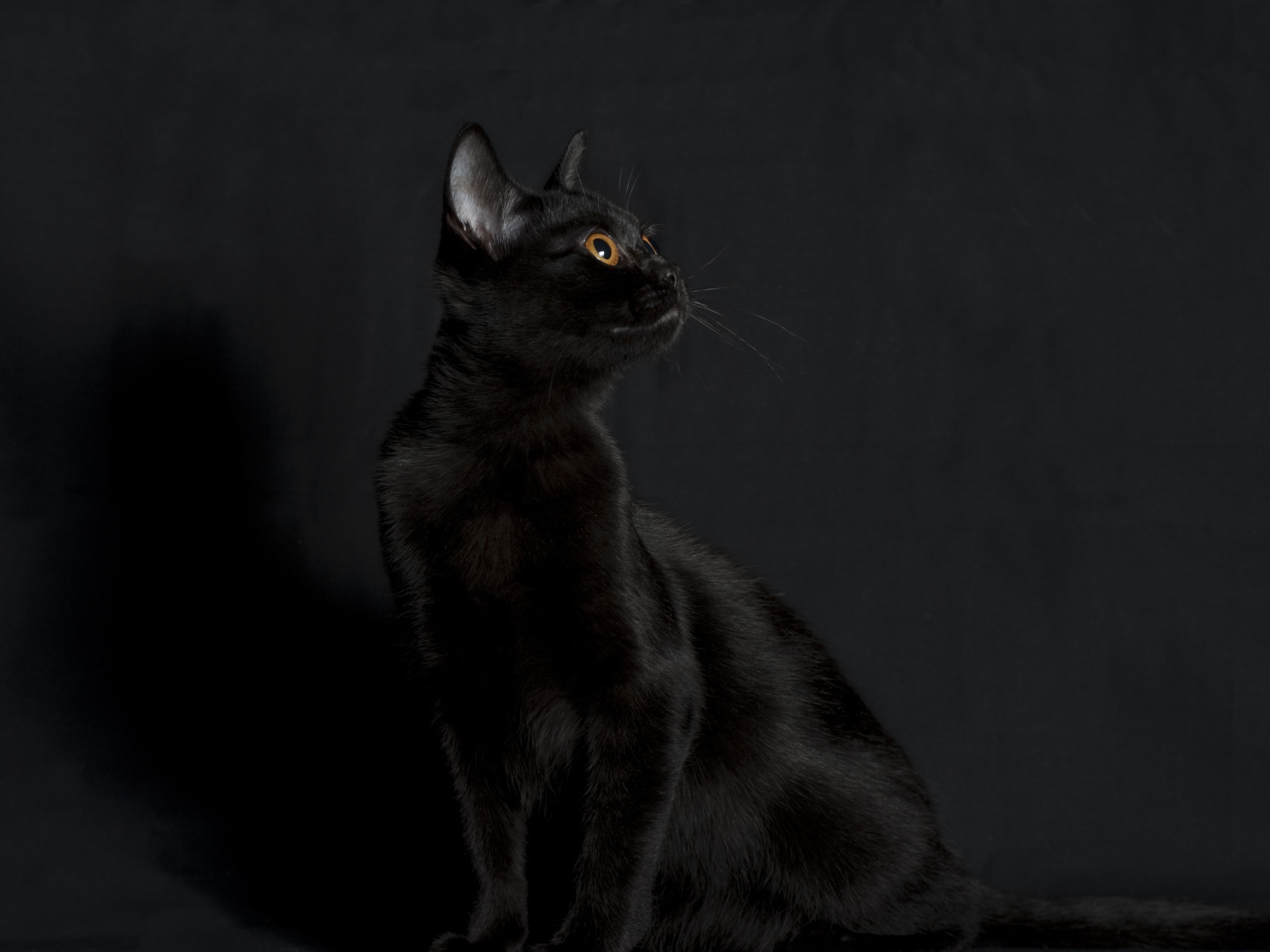 Черная бомбейская кошка на черном фоне