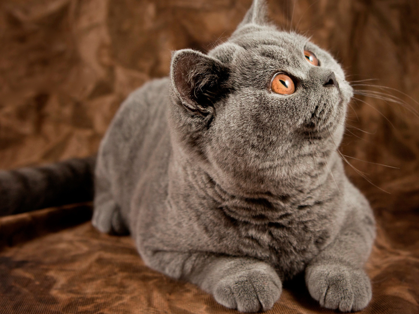 Порода британская длинношерстная кошка