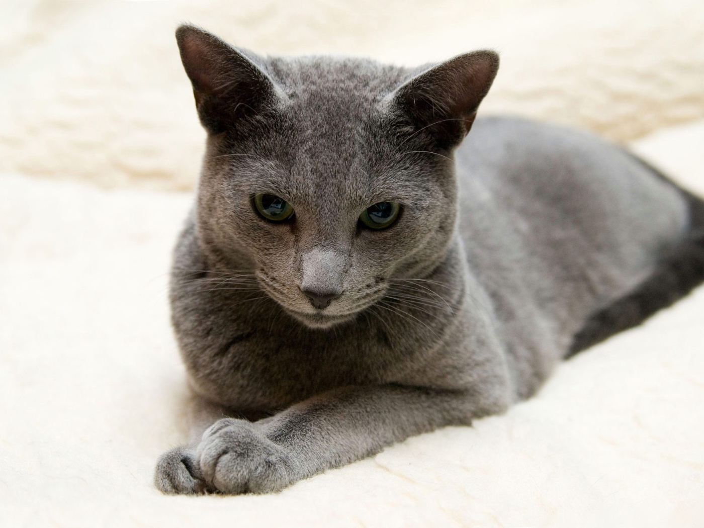 Порода русская голубая кошка