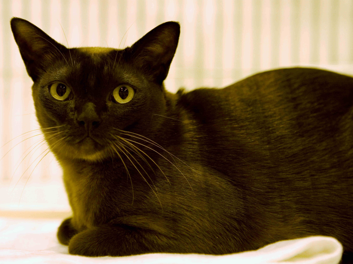 Порода бурманская кошка