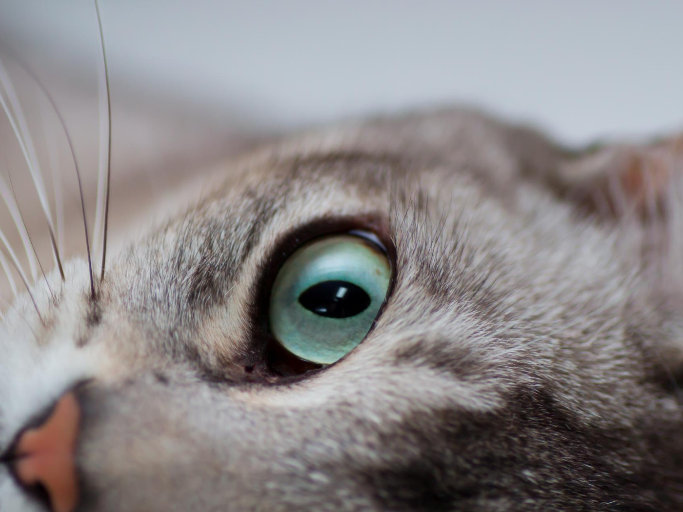 Глаза кошки бурмилла