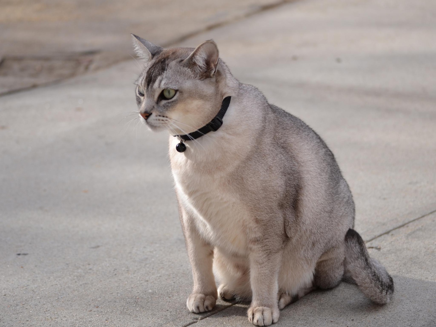 Бурмилла на дорожке