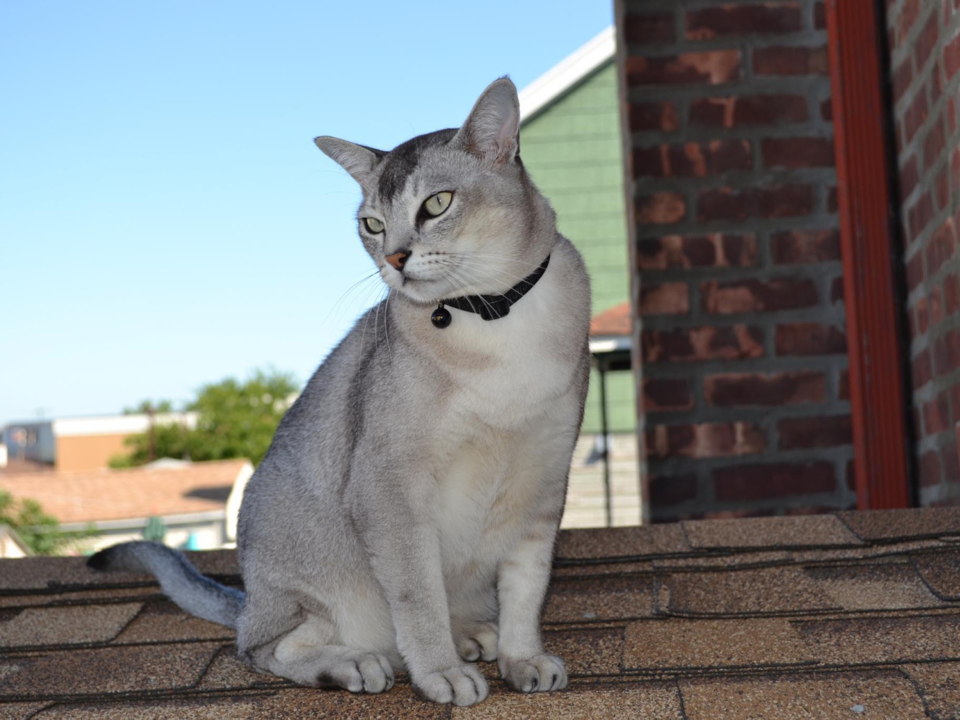 Бурмилла сидит на крыше