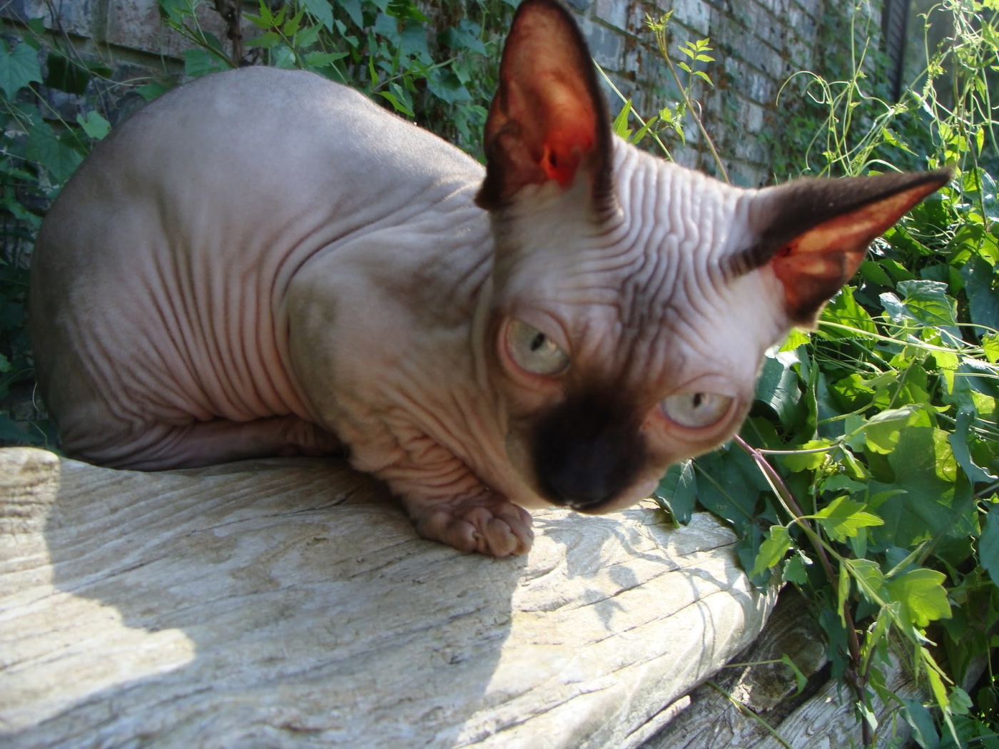 Кот минскин на природе