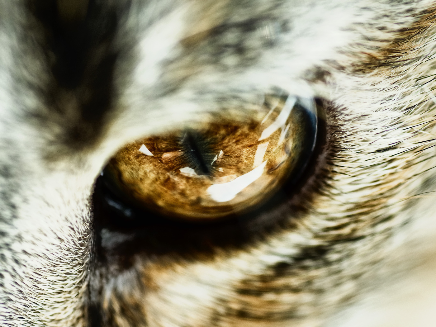 Глаз кота