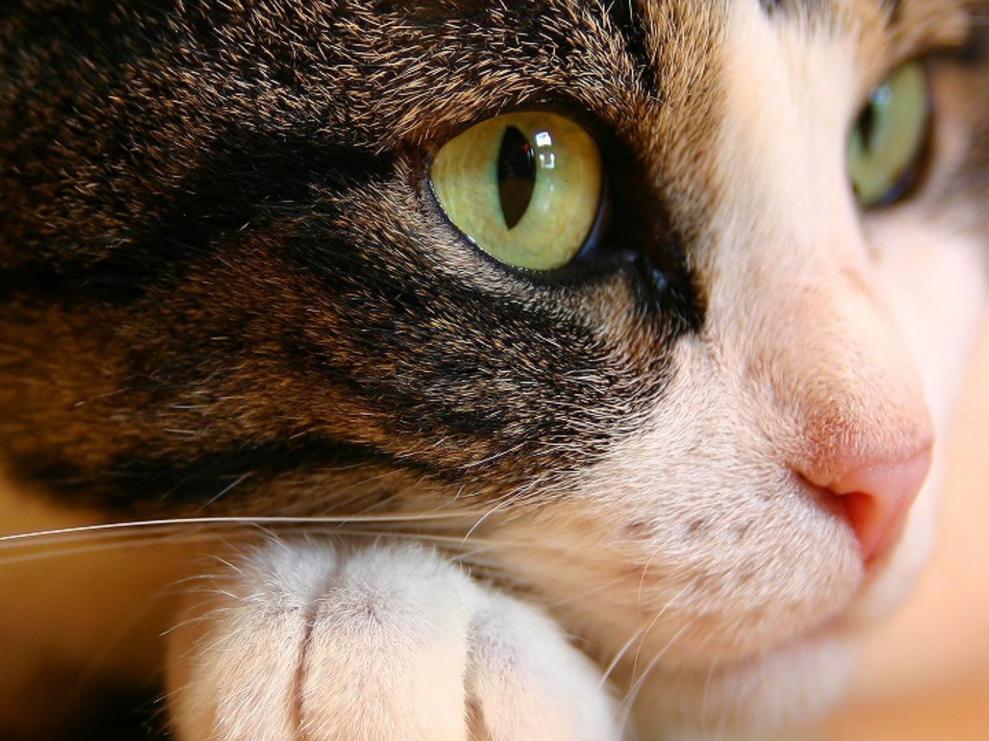 Кошачьи глаза