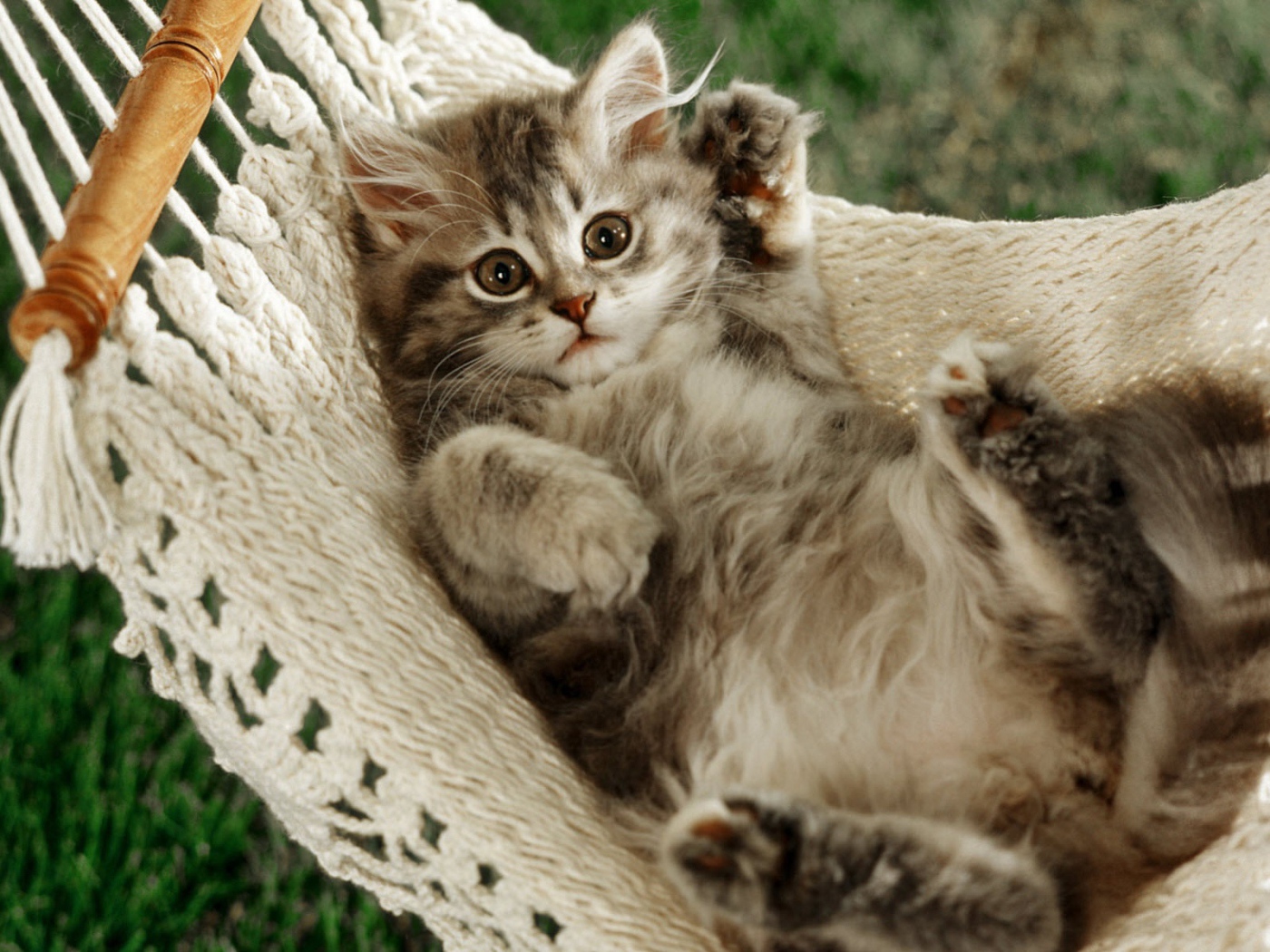 Кот в гамаке