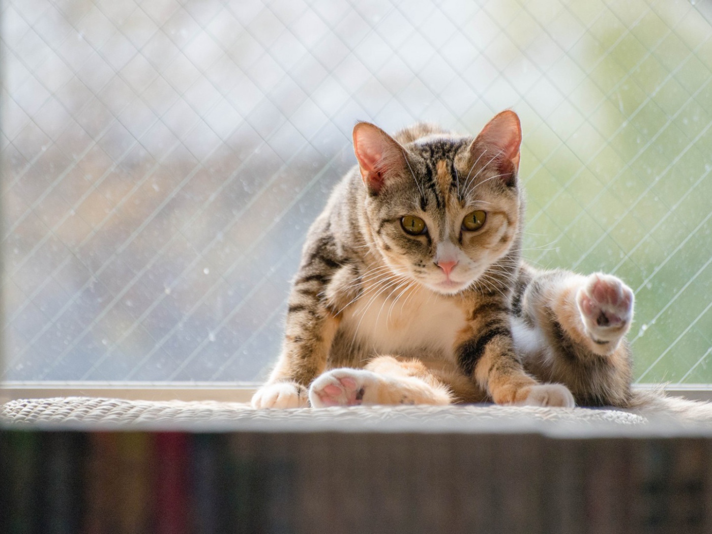 Kот на подоконнике
