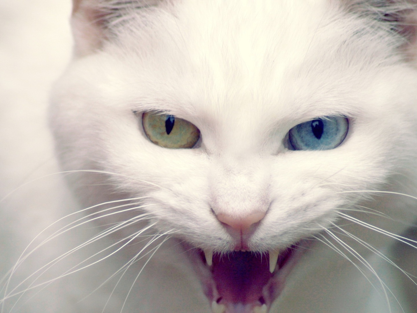 Кошка показывает зубы
