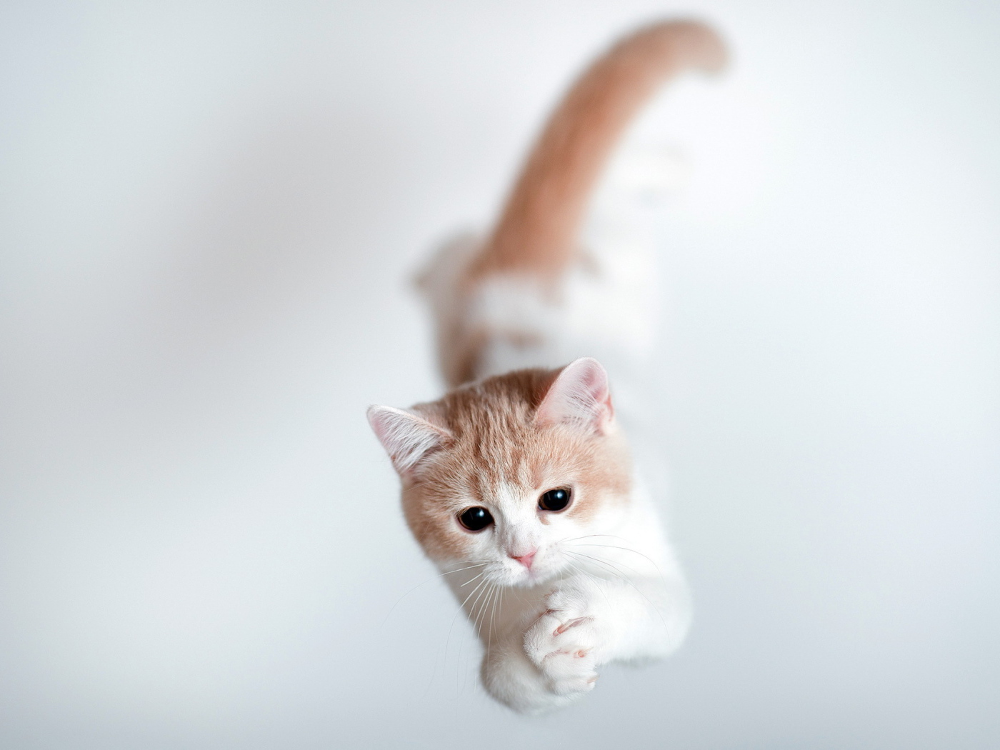 Кошка тороде