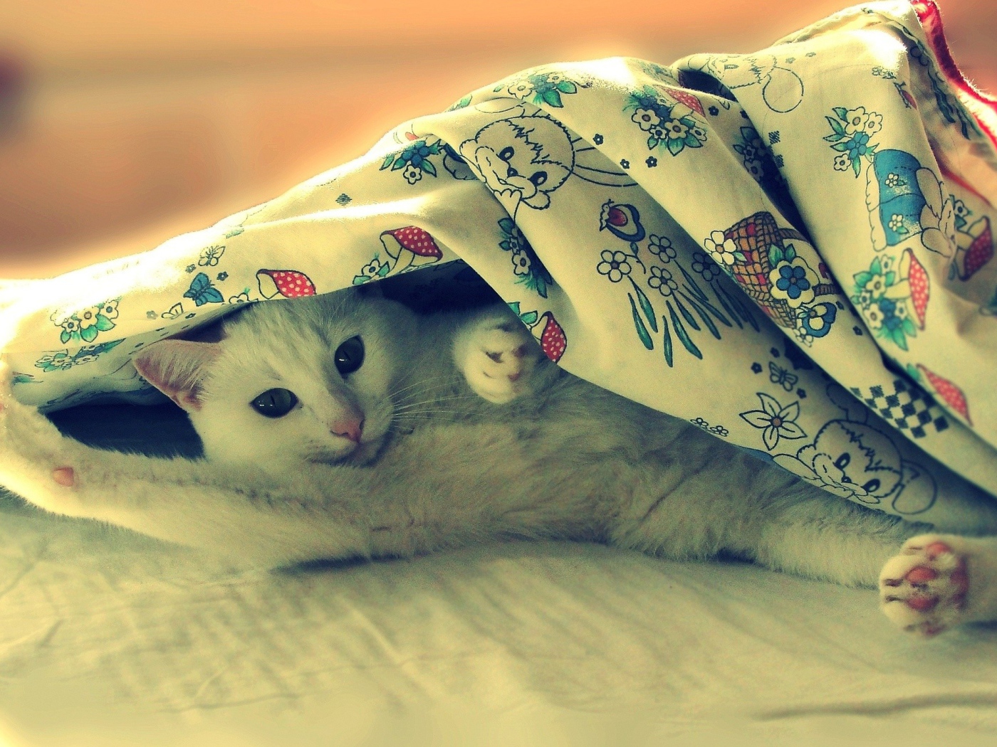 Кот под одеялом