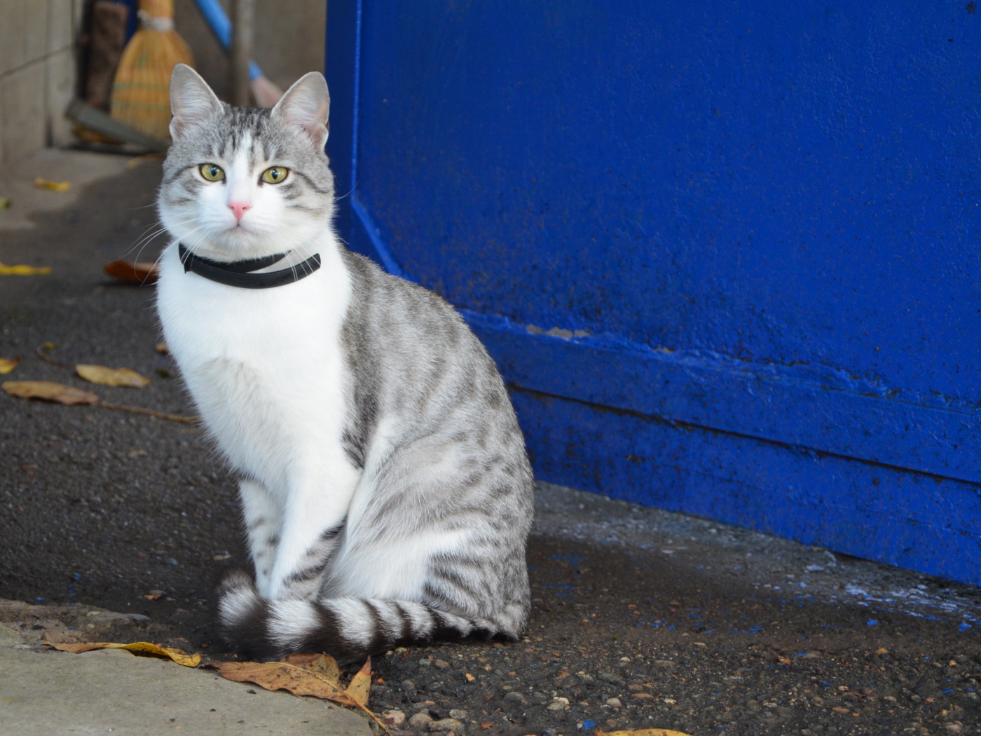 Ошейник у аравийского мау