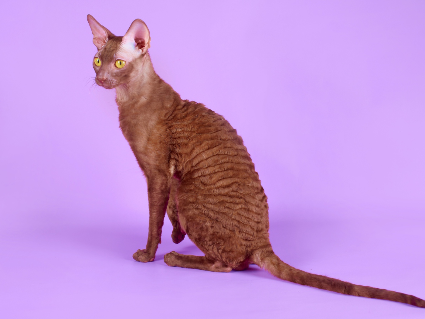 Коричневый корниш рекс