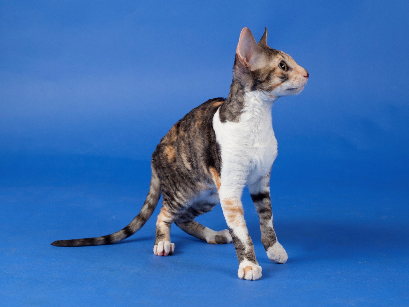 Корниш рекс на голубом фоне