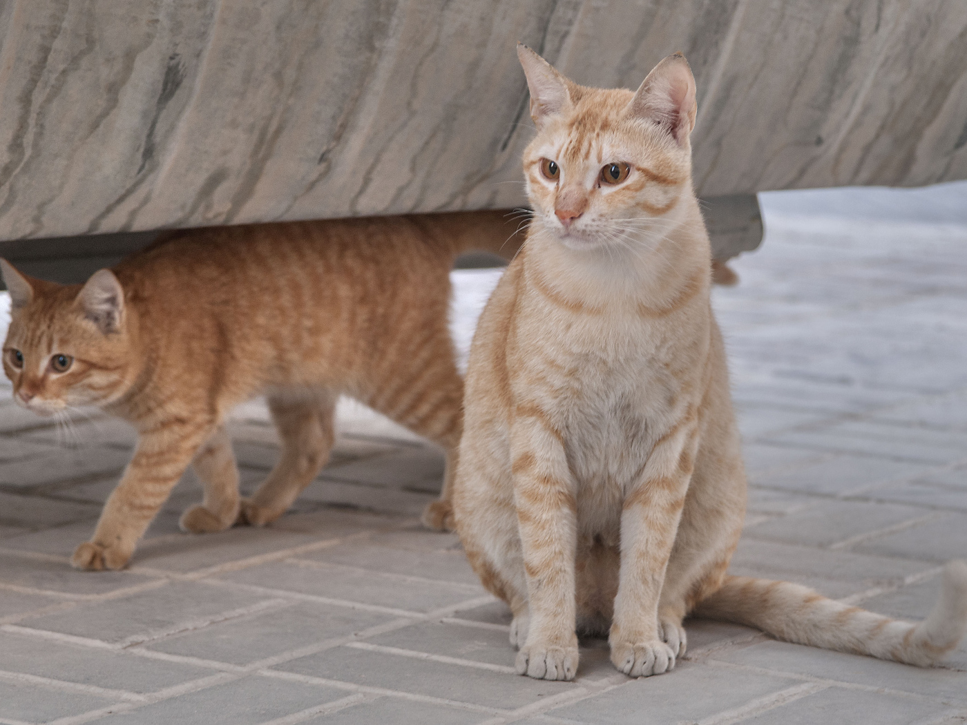 Пара кошек аравийский мау