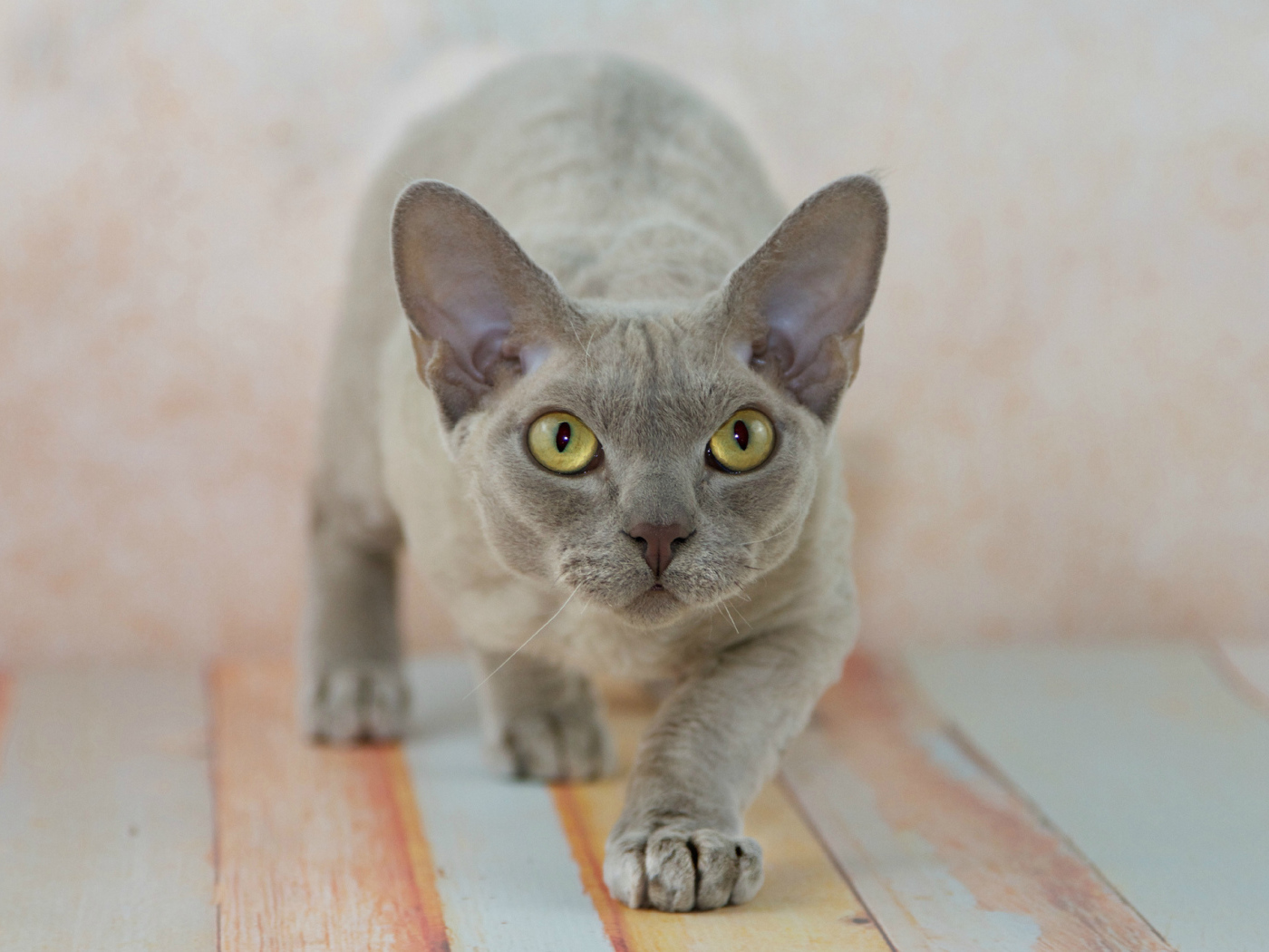 Крадущийся девон-рекс