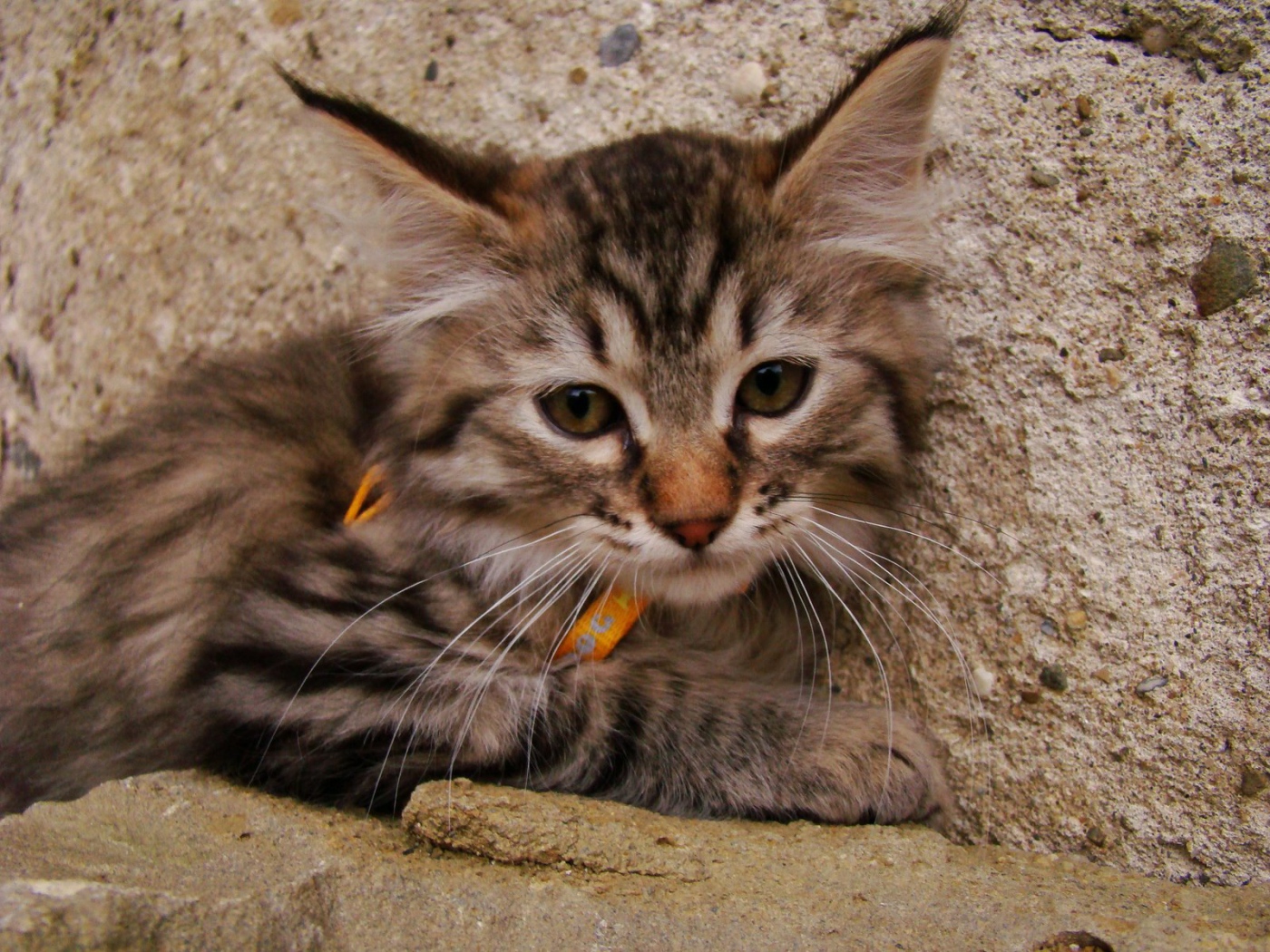 Милый котенок пиксибоб