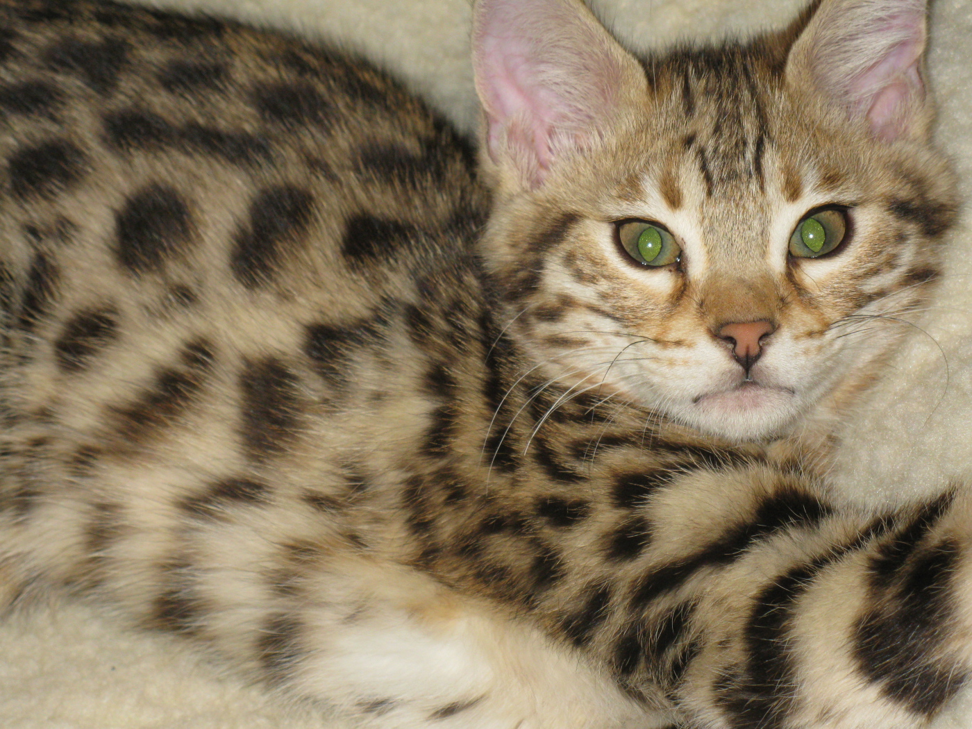 Милый котенок саванна