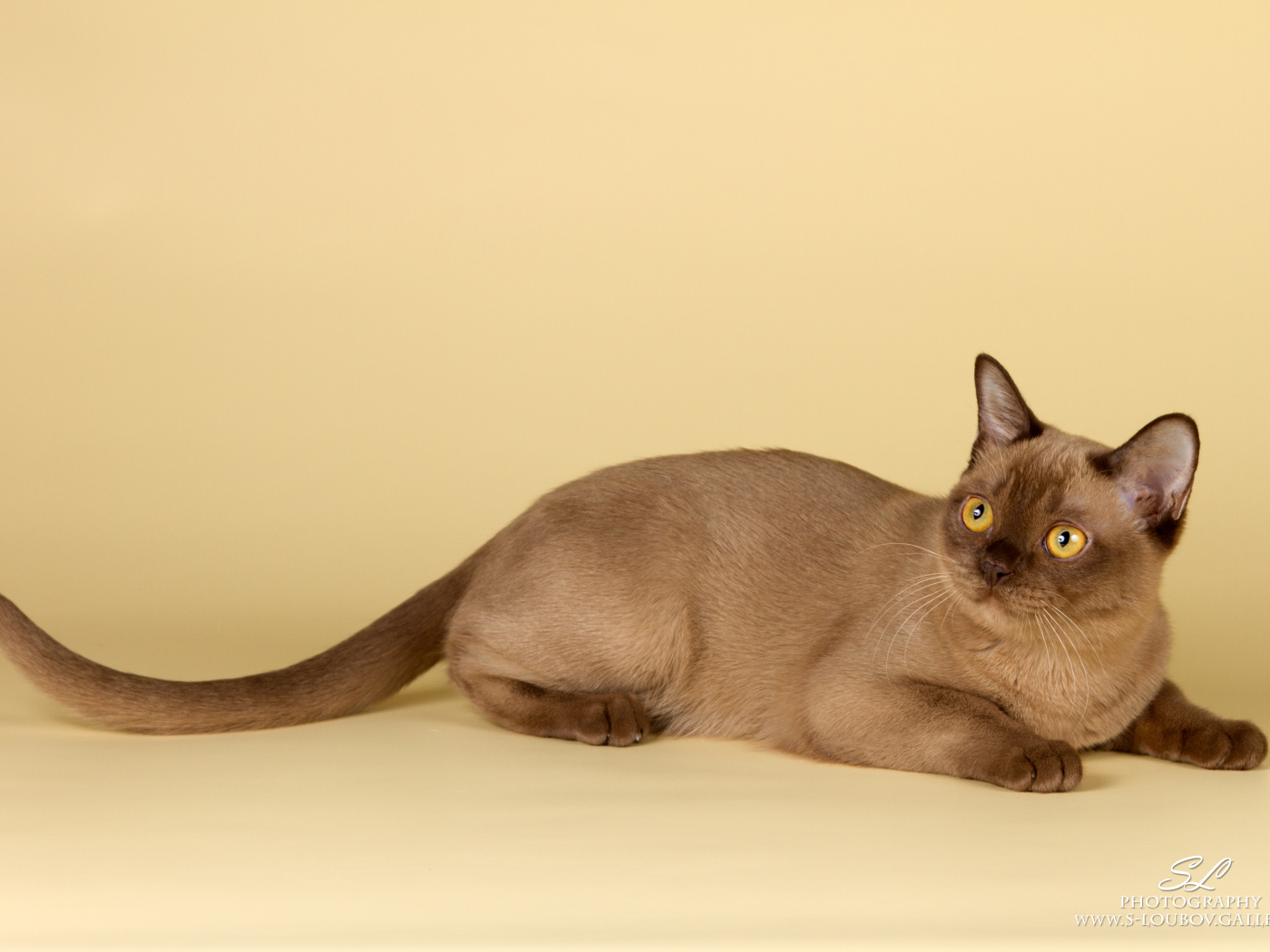 Милашка бурманская кошка