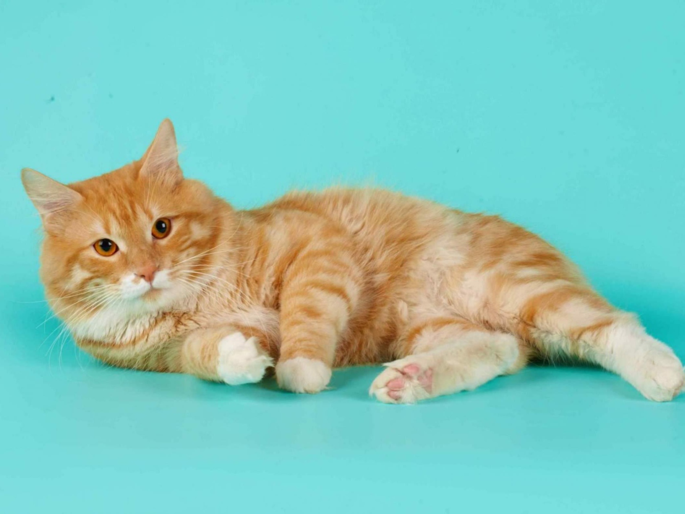 Милашка курильский бобтейл