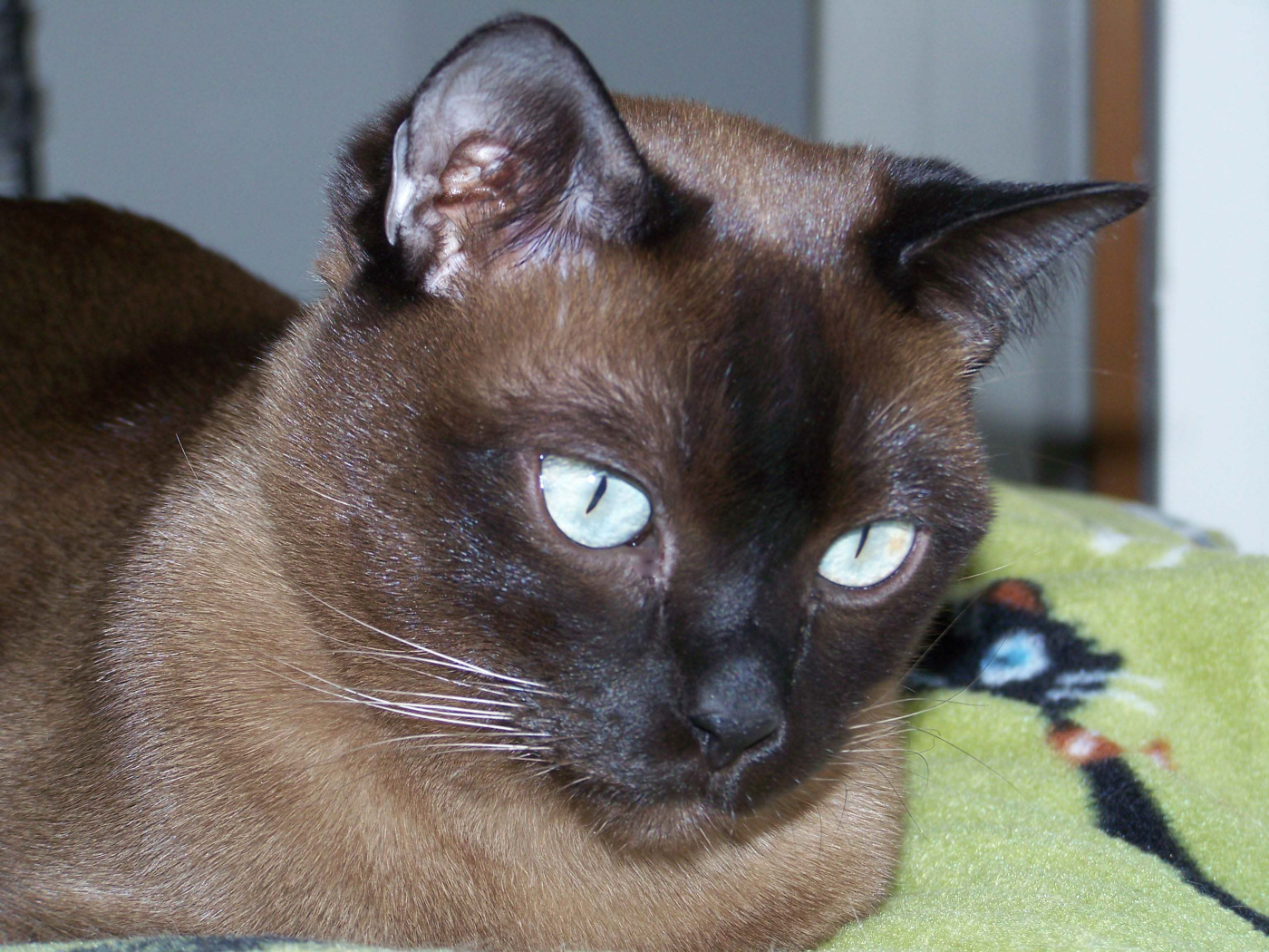 Темный окрас тонкинской кошки