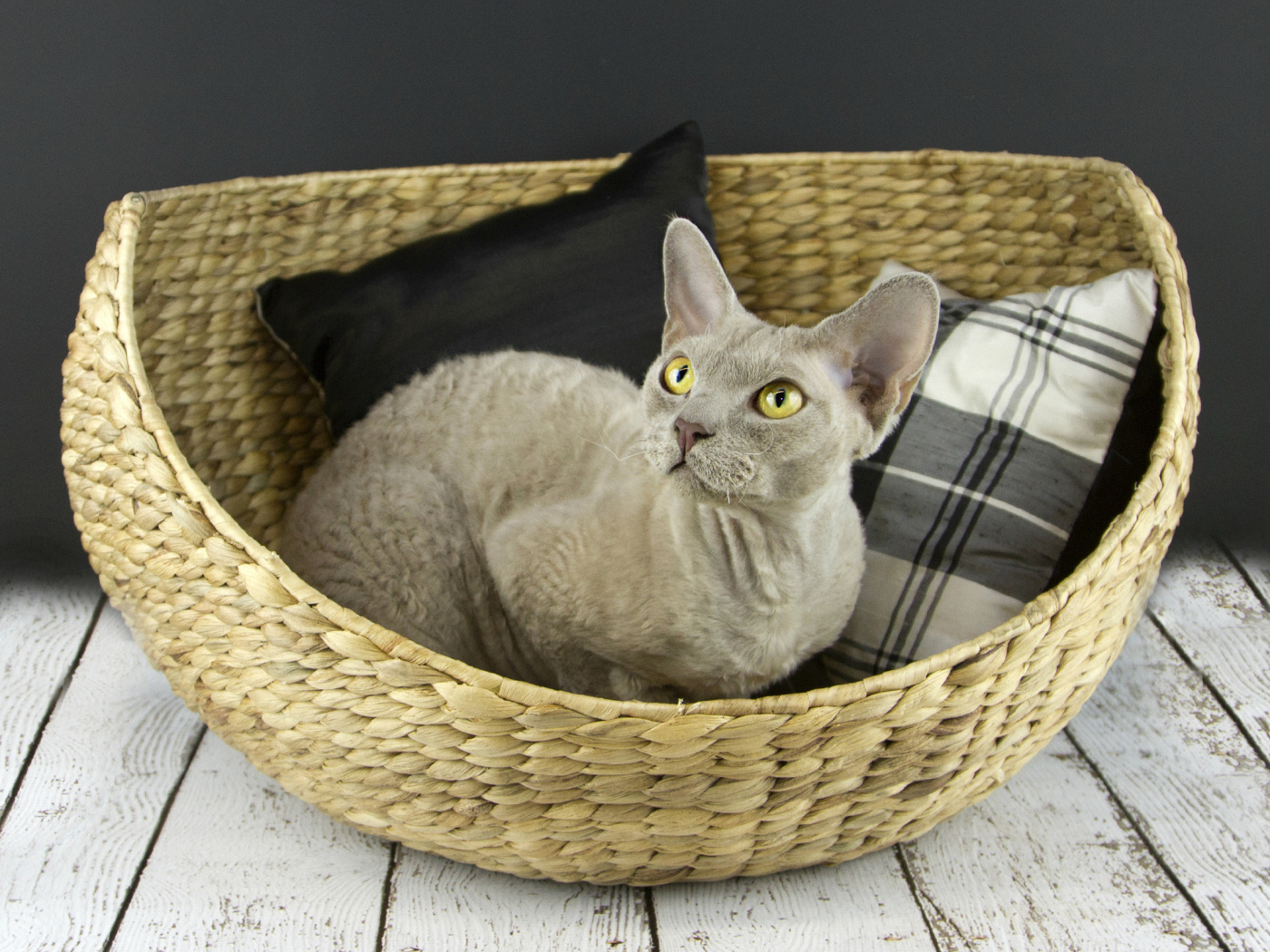 Кот девон-рекс в корзине