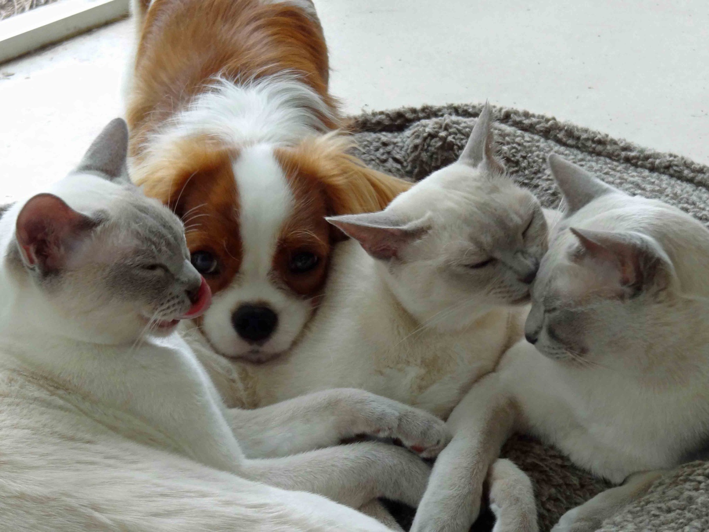 Собака и тонкинские кошки