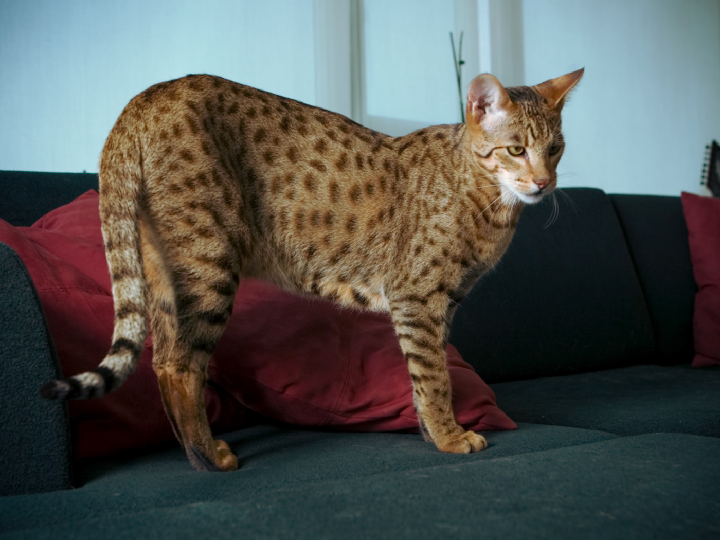 Домашняя кошка саванна