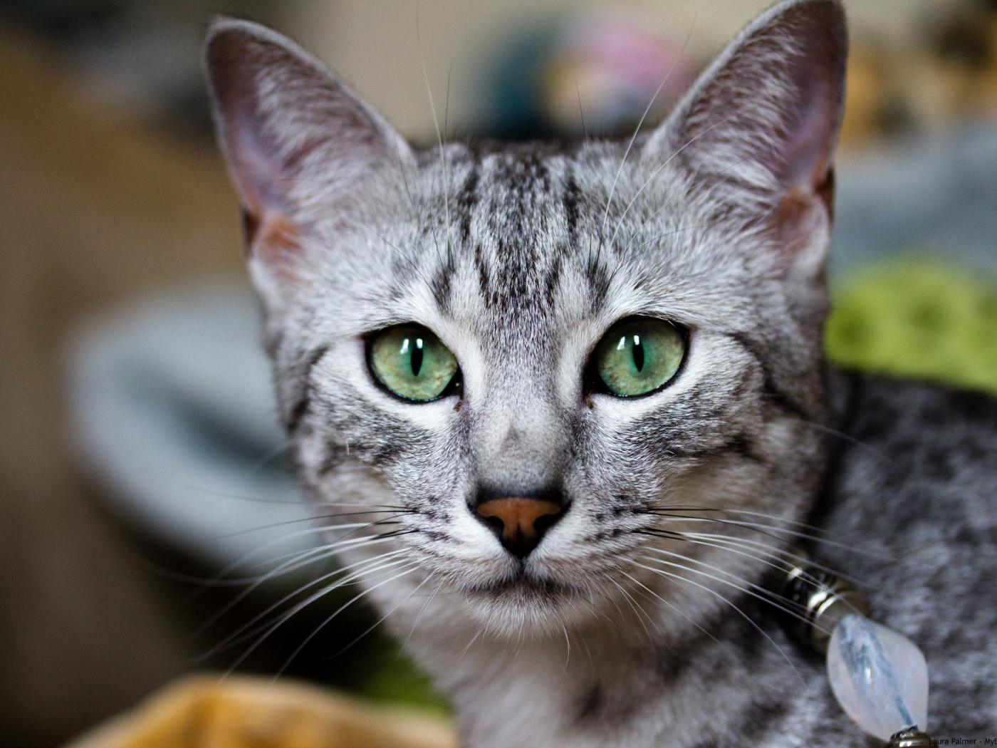 Кошка египетская мау