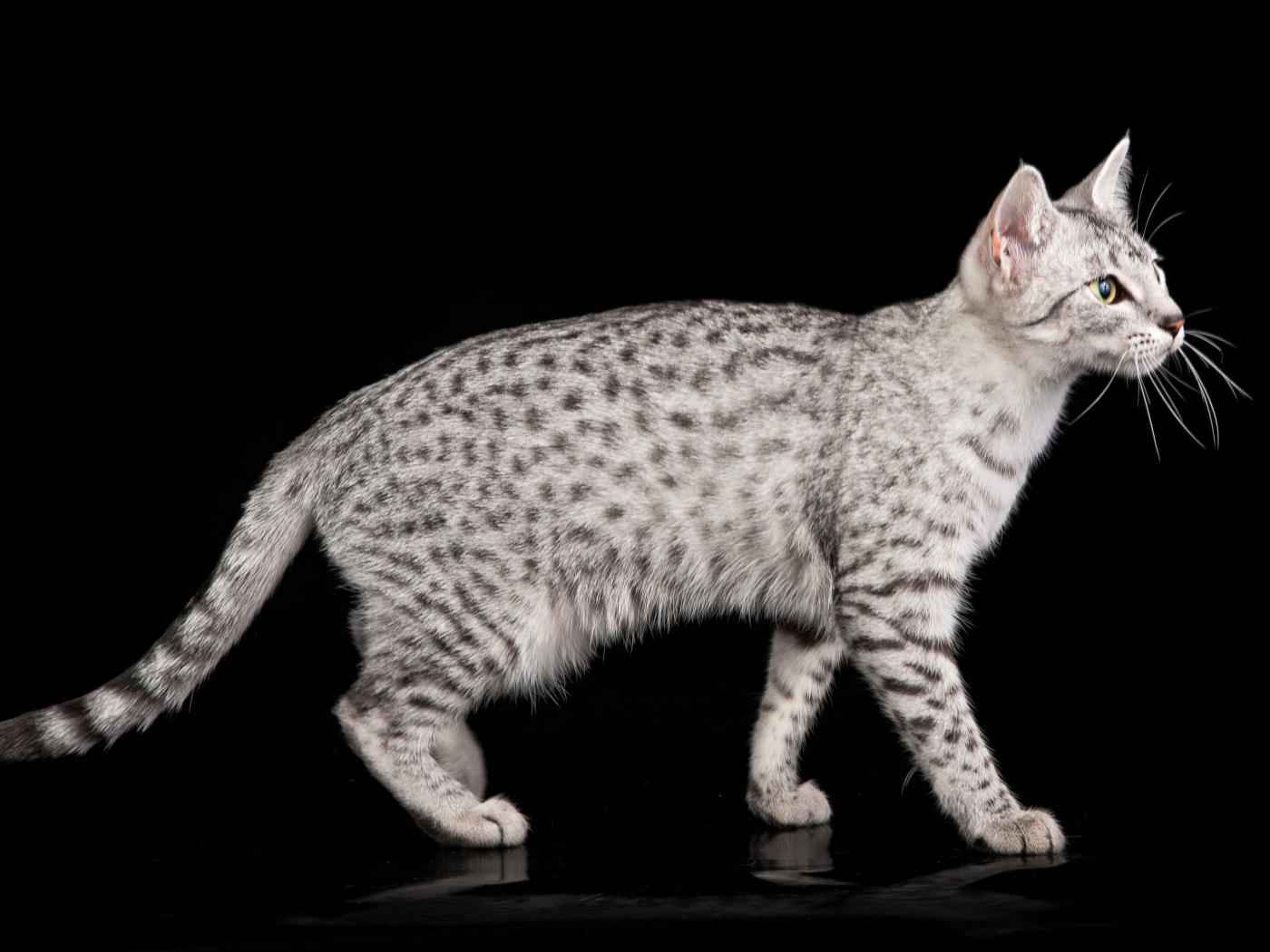 Египетская мау на черном фоне