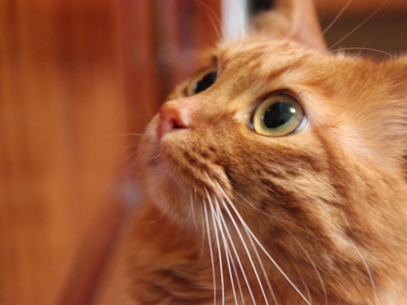 Глаза курильского бобтейла