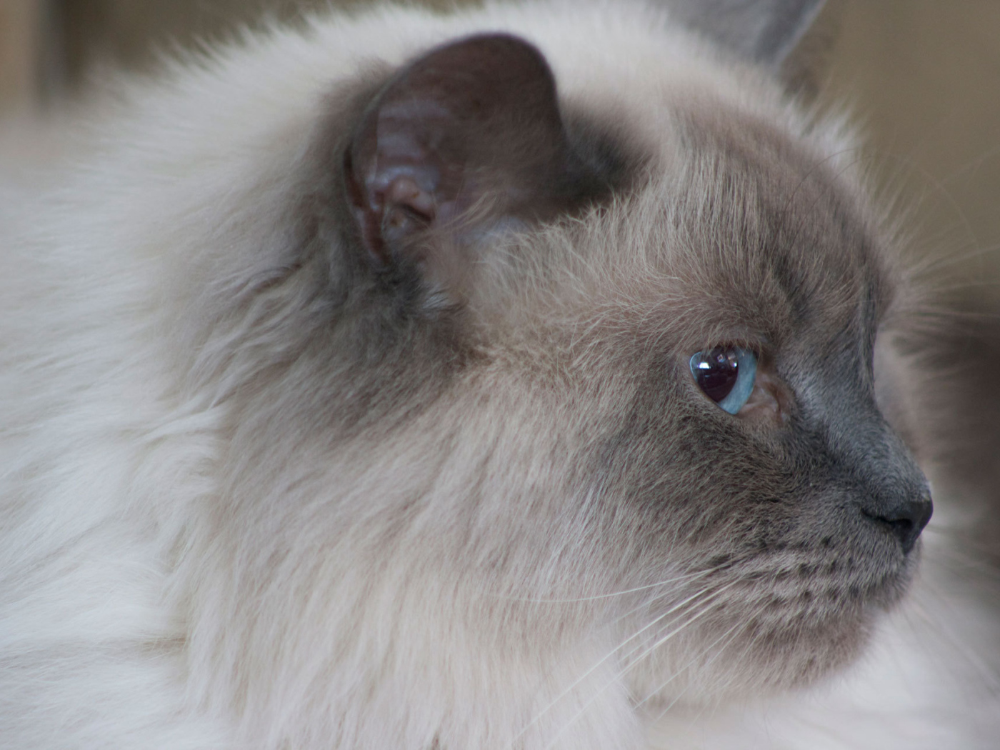 Пушистая гималайская кошка