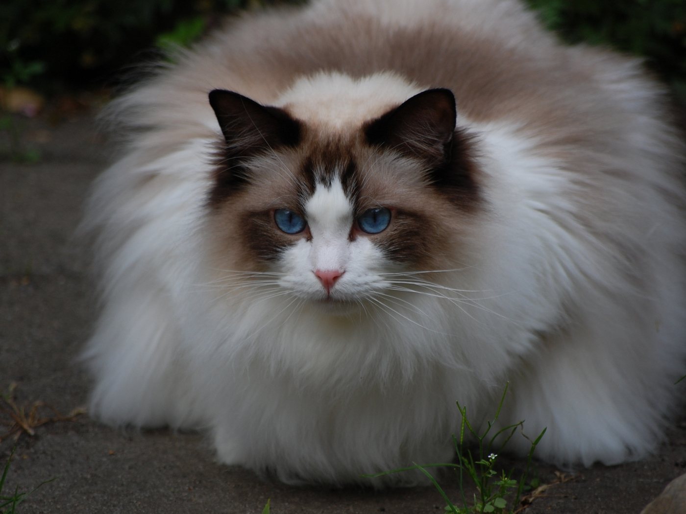 Пушистая кошка рэгдолл